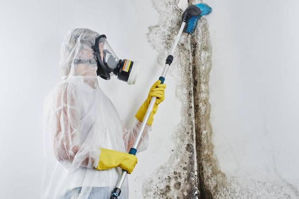 Best Black Mold Remediation in Espaola, NM