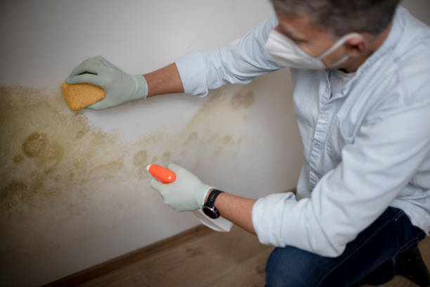 Best Health and Safety Mold Remediation in Espaola, NM